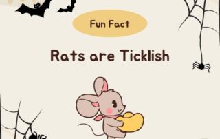 Spiders Rats Bats Infestation Liability Insurance | Lubbock Insurance | Hettler Insurance Agency, Lubbock Texas